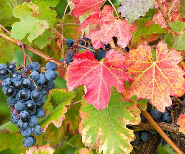 vitis-vinifera-boskoop-glory-vynmedis-vynuogės