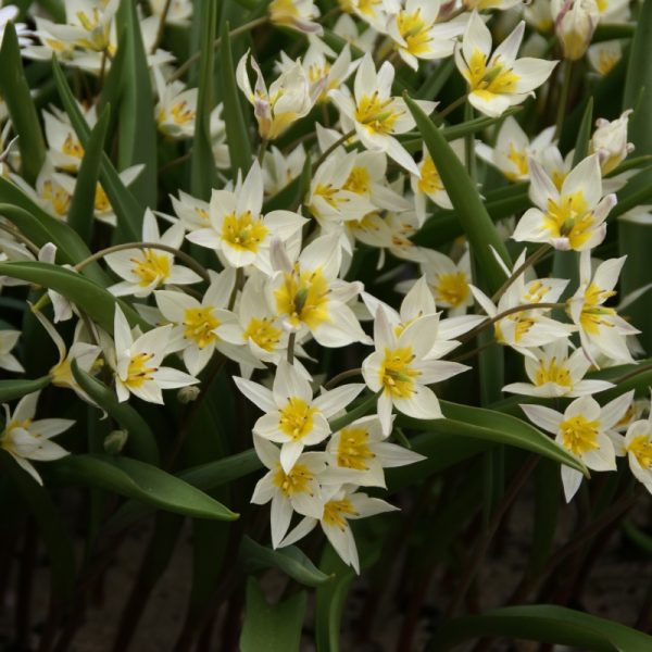 tulipa turkestanica bulbs turkestaninė tulpė natūrali botaninė svogūniniai augalai svogūnai gėlės ir manufaktūra svogūneliai