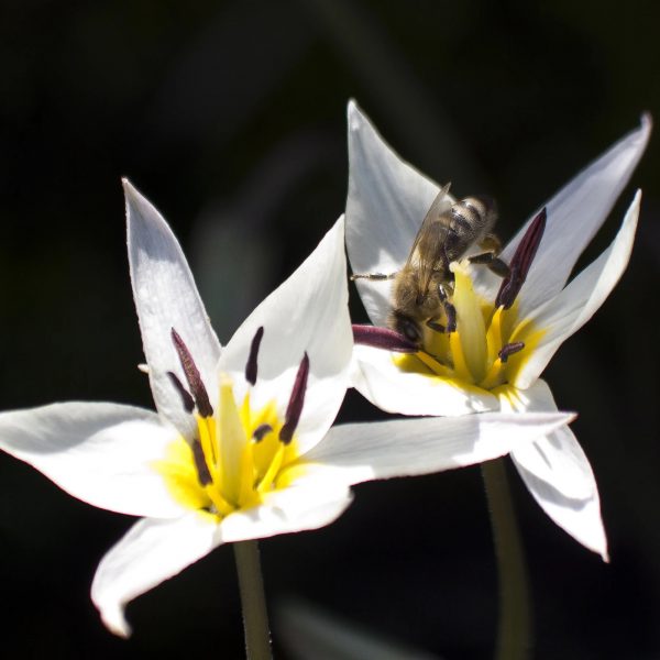 tulipa turkestanica bulbs turkestaninė tulpė natūrali botaninė svogūniniai augalai svogūnai gėlės ir manufaktūra svogūneliai