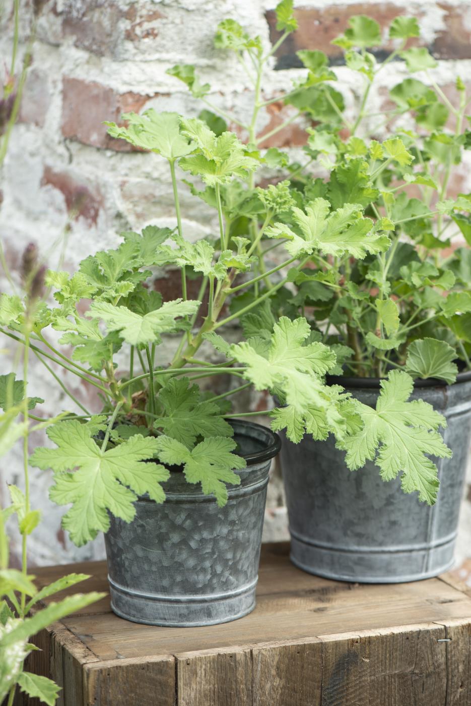 vazonas augalams metalinis Urban Garden zinc pot kibirėlis gėlės ir manufaktūra