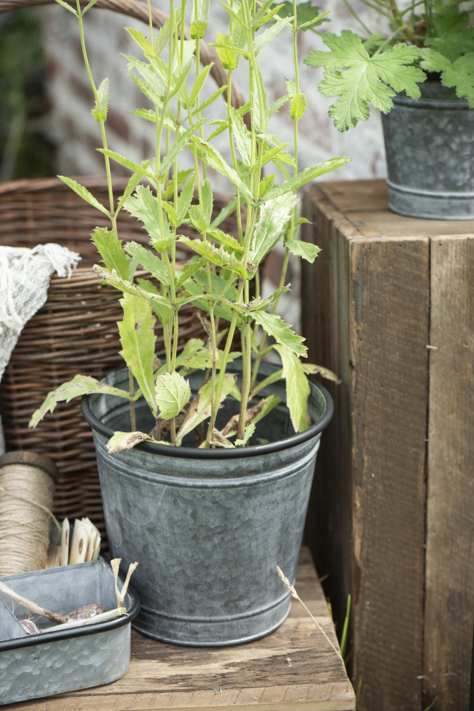 vazonas augalams metalinis Urban Garden zinc pot kibirėlis gėlės ir manufaktūra