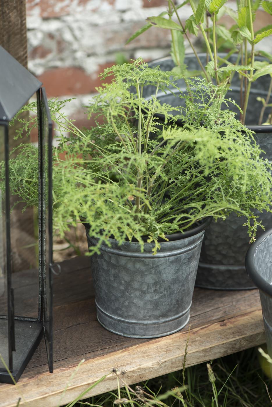 vazonas augalams metalinis Urban Garden zinc pot kibirėlis gėlės ir manufaktūra