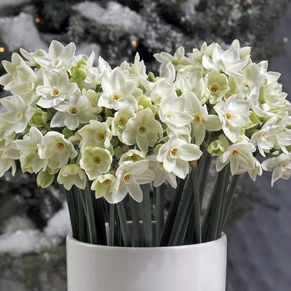 narcissus bulbs tazetta ziva paperwhite svogūnėliai svogūniniai augalai svogūnai narcizai gėlės ir manufaktūra pražydinimas žiemą