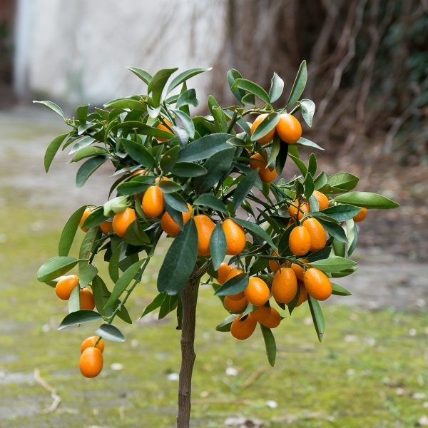 citrus citrinmedis kinkanas kumquat medelis citrofortunella japonica gėlės ir manufaktūra