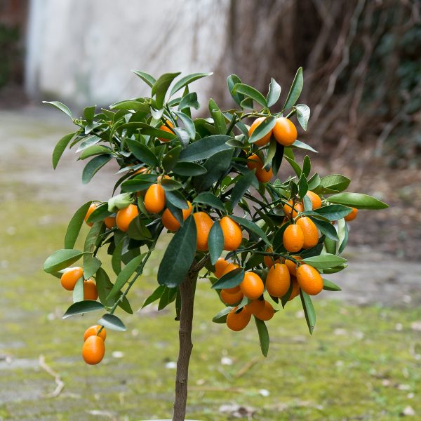 citrus citrinmedis kinkanas kumquat medelis citrofortunella japonica gėlės ir manufaktūra
