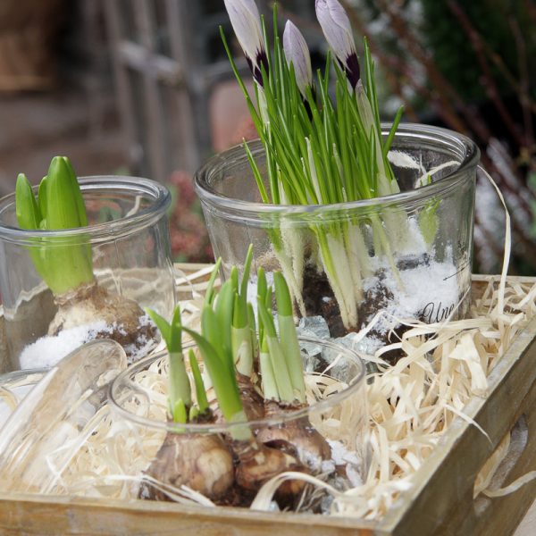crocus krokai jacintas hyacinthus pavasaris svogūninis sodo augalas vazone Gėlės ir manufaktūra