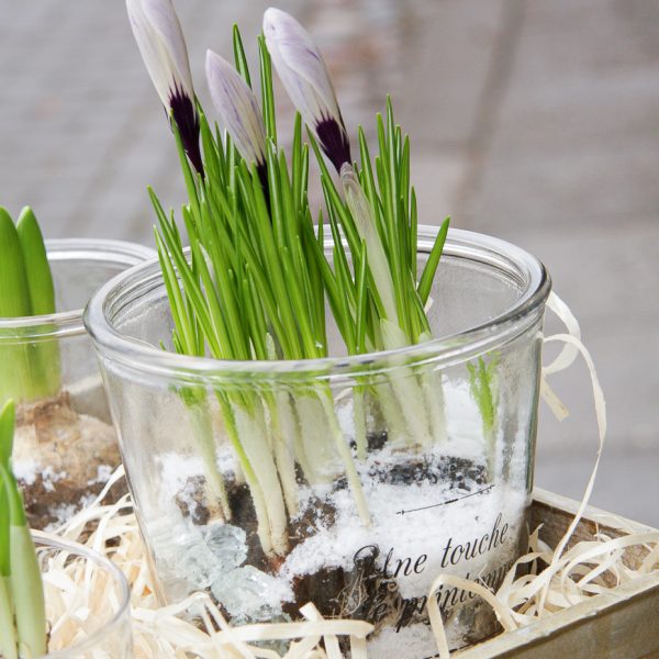 crocus krokai jacintas hyacinthus pavasaris svogūninis sodo augalas vazone Gėlės ir manufaktūra