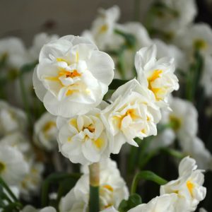 narcissus bridal crown NARCIZAI svoguninis augalas geles ir manufaktura daffodils bulbs