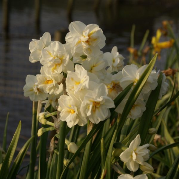narcissus bridal crown NARCIZAI svoguninis augalas geles ir manufaktura bulbs