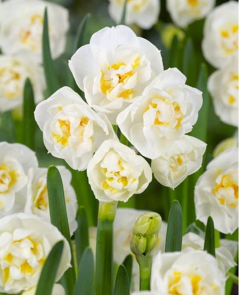 narcissus bridal crown NARCIZAI svoguninis augalas geles ir manufaktura bulbs