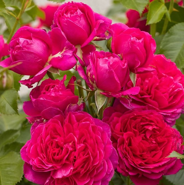 rosa rožė garden rose Soul crimson red raspberry sodo burokėlių ryškiai avietinė augalas rožių krūmas senovinė gėlės ir manufaktūra krūminė