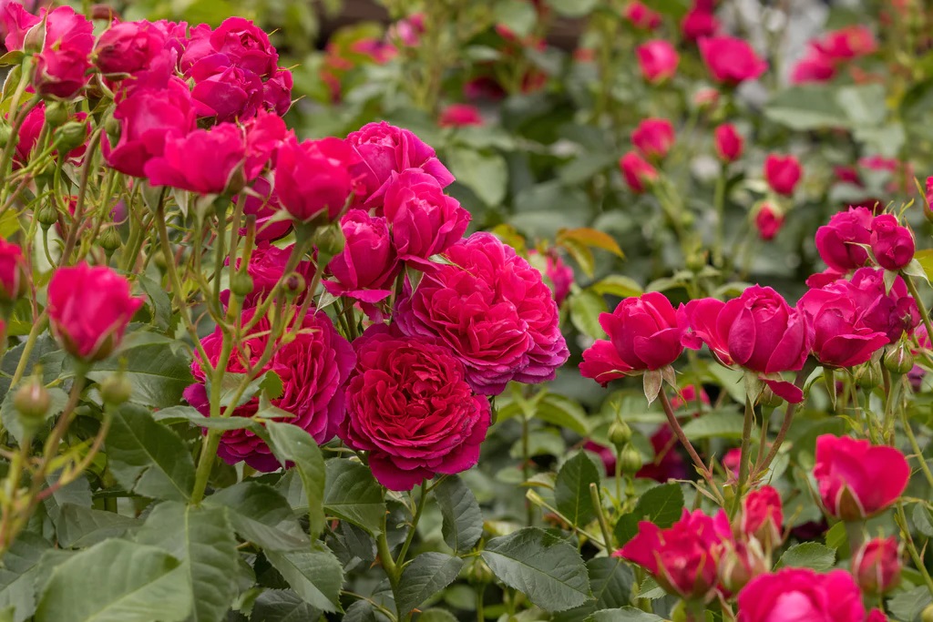 rosa rožė rose Soul cherry geden sodo ryškiai avietinė augalas gėlės ir manufaktūra augalai
