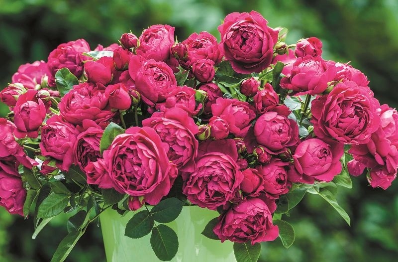 rosa rožė rose Soul cherry geden sodo ryškiai avietinė augalas gėlės ir manufaktūra augalai