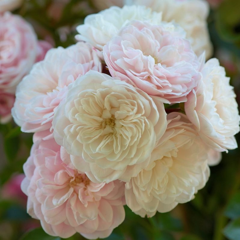 Miniatiūrinė vijoklinė sodo rožė 'Starlet Beauty® Alina' (Rosa)- kvepianti, švelniai rožinė pilnavidurė laipiojanti, augalas, rožių krūmas - Image 2