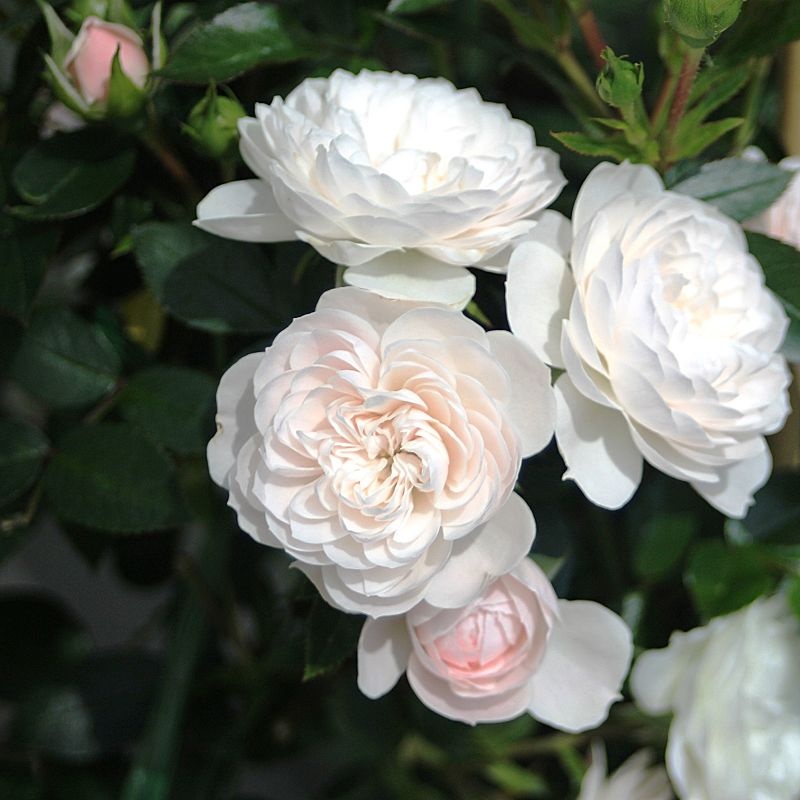 Miniatiūrinė vijoklinė sodo rožė 'Starlet Beauty® Alina' (Rosa)- kvepianti, švelniai rožinė pilnavidurė laipiojanti, augalas, rožių krūmas - Image 5