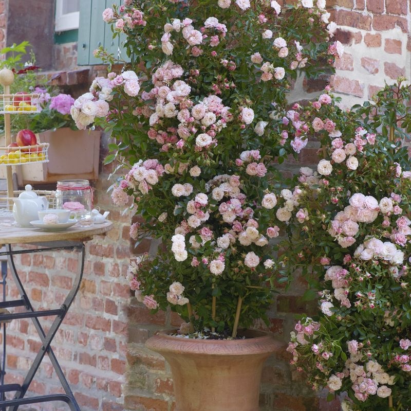 Miniatiūrinė vijoklinė sodo rožė 'Starlet Beauty® Alina' (Rosa)- kvepianti, švelniai rožinė pilnavidurė laipiojanti, augalas, rožių krūmas - Image 3