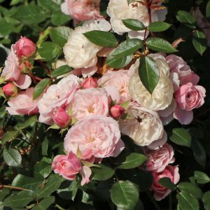 Rosa Starlet Rose Alina rožė mini vijoklinė laipiojanti sodo bijūninė climbing augalas rožių krūmas Baumschule Horstmann gėlės ir manufaktūra
