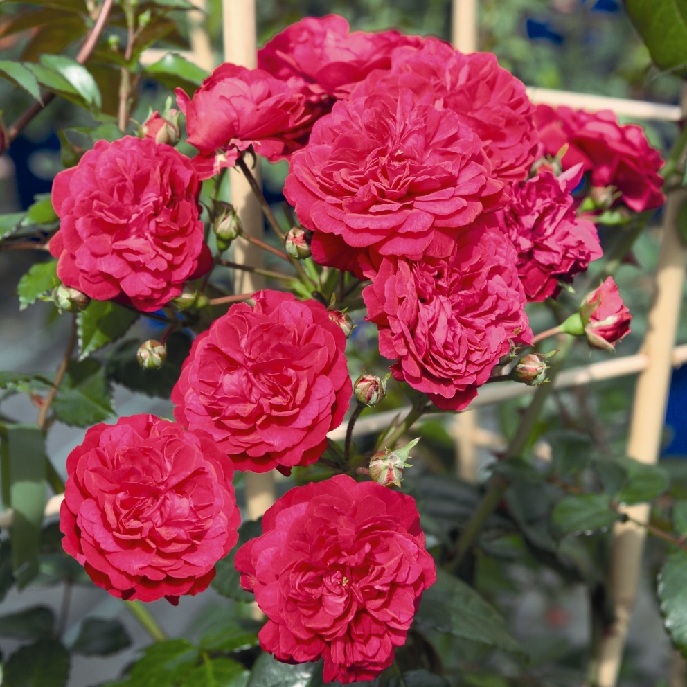 Rosa Starlet Rose Lola red rožė mini raudona vijoklinė laipiojanti climbing augalas rožių krūmas gėlės ir manufaktūra