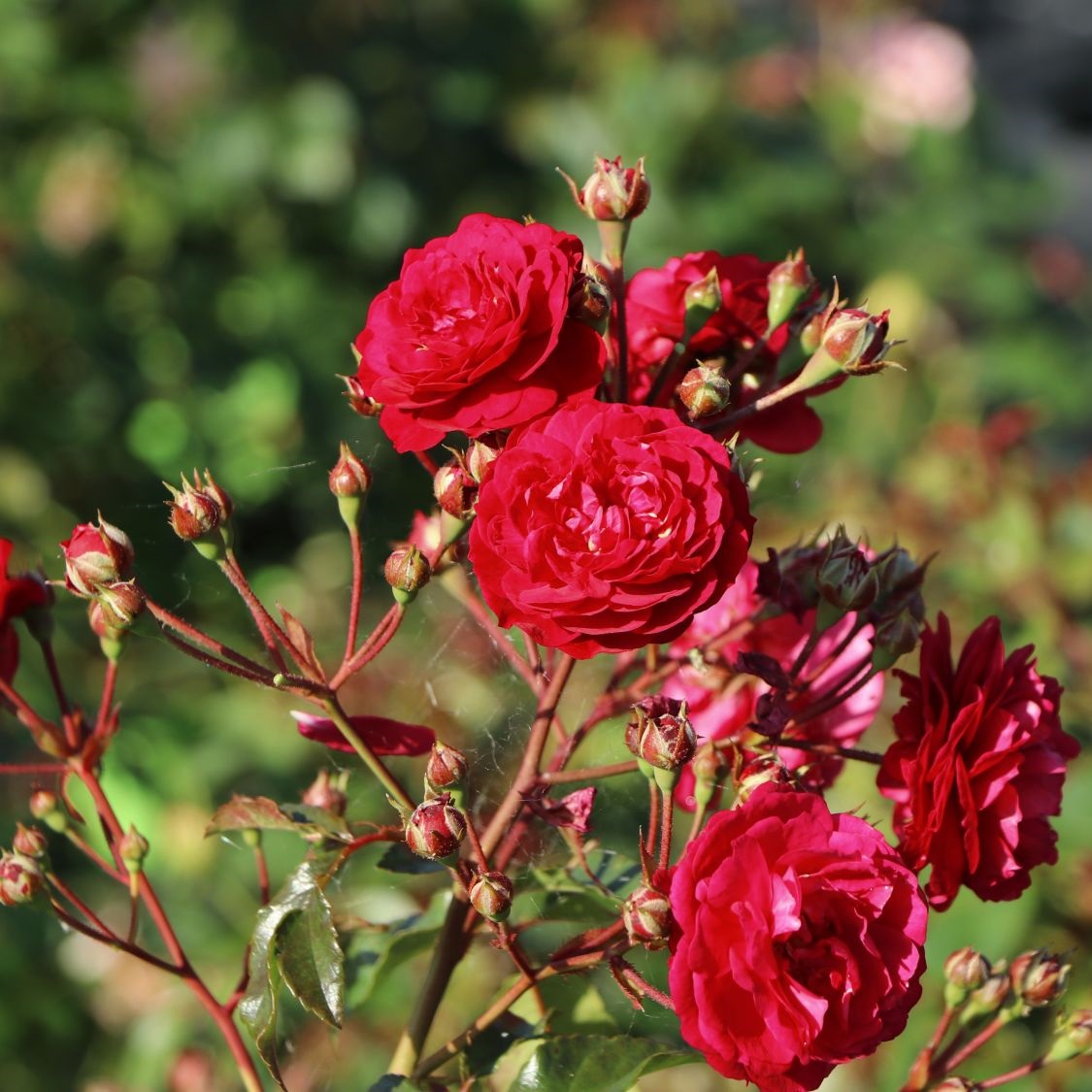 Rosa Starlet Rose Lola red rožė mini raudona vijoklinė laipiojanti sodo bijūninė climbing augalas rožių krūmas Baumschule Horstmann gėlės ir manufaktūra