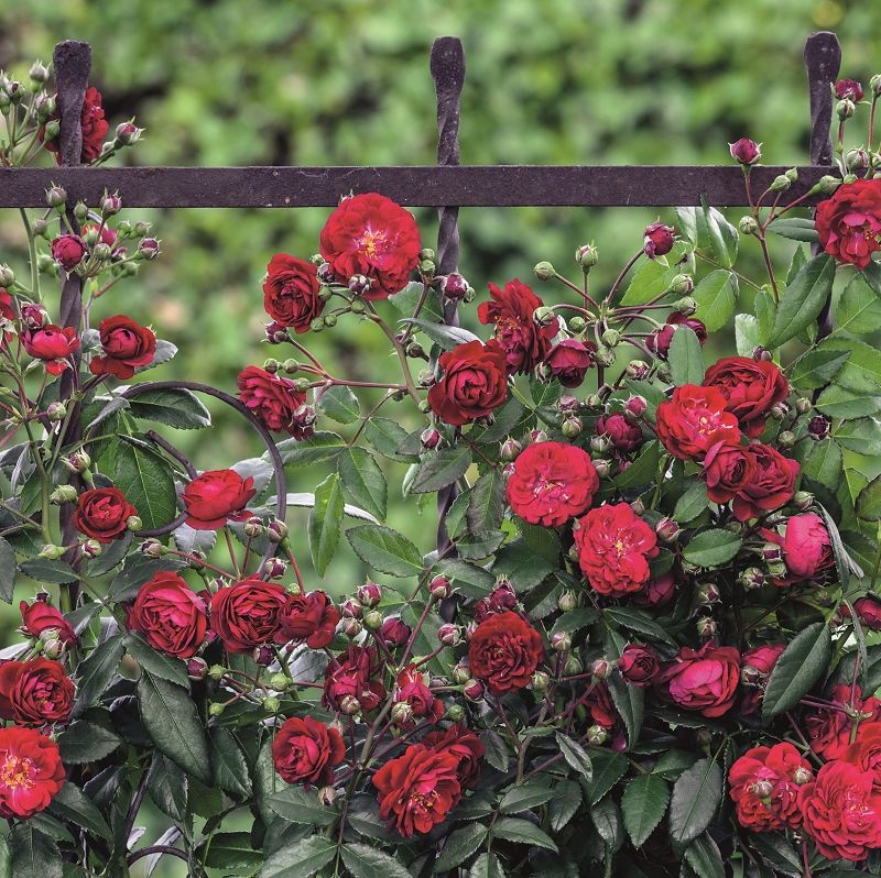 Rosa Starlet Rose Lola red rožė mini raudona vijoklinė laipiojanti climbing augalas rožių krūmas gėlės ir manufaktūra