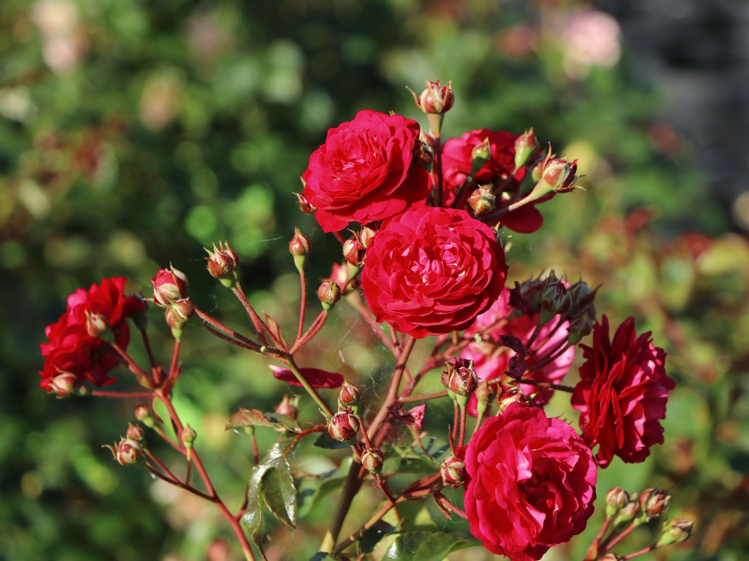Rosa Starlet Rose Lola red rožė mini raudona vijoklinė laipiojanti sodo bijūninė climbing augalas rožių krūmas Baumschule Horstmann gėlės ir manufaktūra