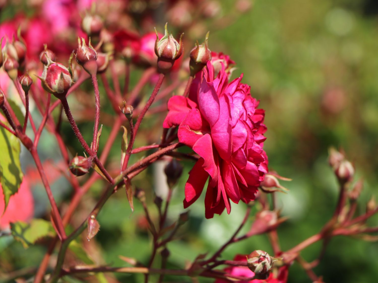 Rosa Starlet Rose Lola red rožė mini raudona vijoklinė laipiojanti sodo bijūninė climbing augalas rožių krūmas Baumschule Horstmann gėlės ir manufaktūra
