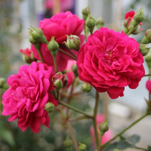 Rosa Starlet Rose Lola red rožė mini raudona vijoklinė laipiojanti climbing augalas rožių krūmas gėlės ir manufaktūra