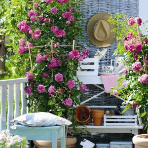 Rosa Starlet Rose Melina violetine rožė mini vijoklinė laipiojanti sodo climbing augalas rožių krūmas gėlės ir manufaktūra