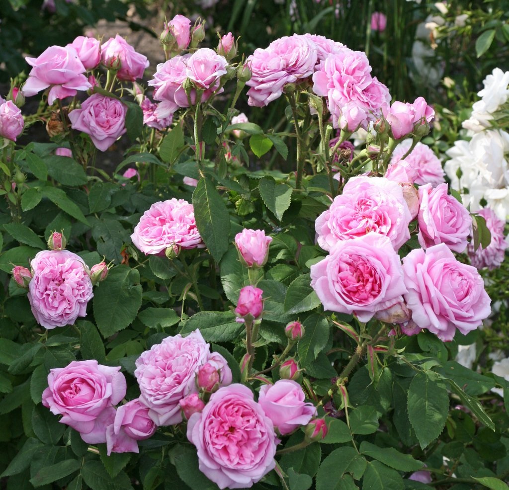 rosa damascena garden roses fragrant Portland old shrubrose Madame Boll parfuma damaskinė sodo rožė kvepianti bijūninė gėlės ir manufaktūra