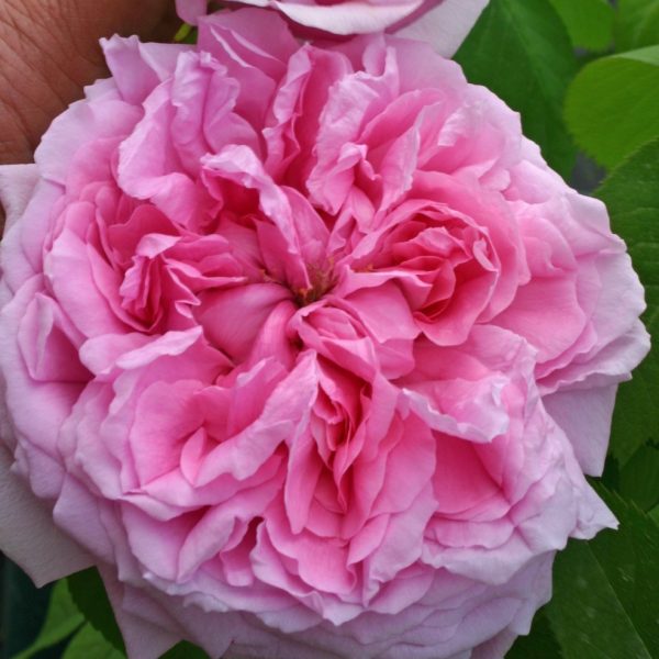 rosa damascena garden roses fragrant Portland old shrubrose Madame Boll parfuma damaskinė sodo rožė kvepianti bijūninė gėlės ir manufaktūra