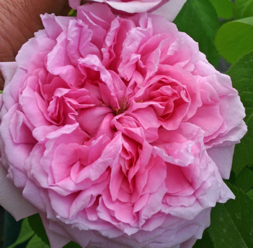 rosa damascena garden roses fragrant Portland old shrubrose Madame Boll parfuma damaskinė sodo rožė kvepianti bijūninė gėlės ir manufaktūra
