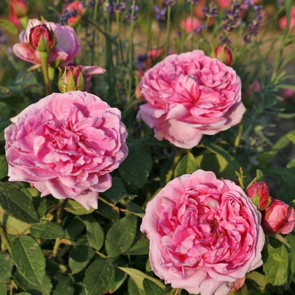 rosa damascena garden roses fragrant Portland old shrubrose Madame Boll parfuma damaskinė sodo rožė kvepianti bijūninė gėlės ir manufaktūra