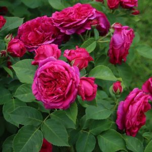rosa rožė garden rose Soul crimson red raspberry sodo burokėlių ryškiai avietinė augalas rožių krūmas senovinė nostalgiška gėlės ir manufaktūra krūminė