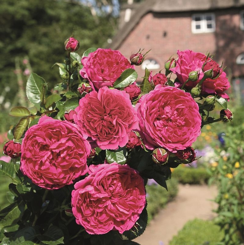 rosa rožė garden rose Soul crimson red raspberry sodo burokėlių ryškiai avietinė augalas rožių krūmas senovinė nostalgiška gėlės ir manufaktūra krūminė