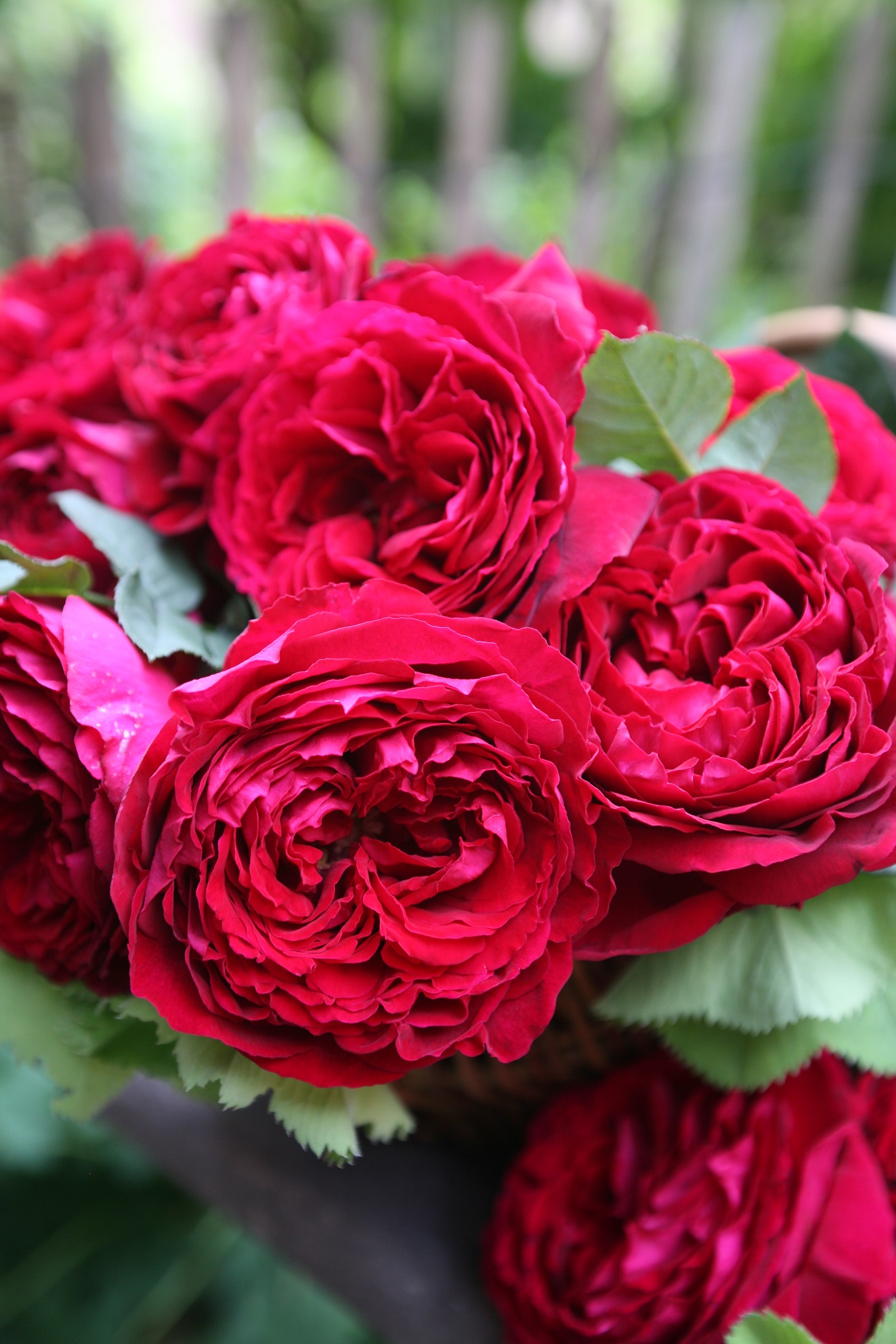 rosa rožė garden rose Soul crimson red raspberry sodo burokėlių ryškiai avietinė augalas rožių krūmas senovinė nostalgiška gėlės ir manufaktūra krūminė