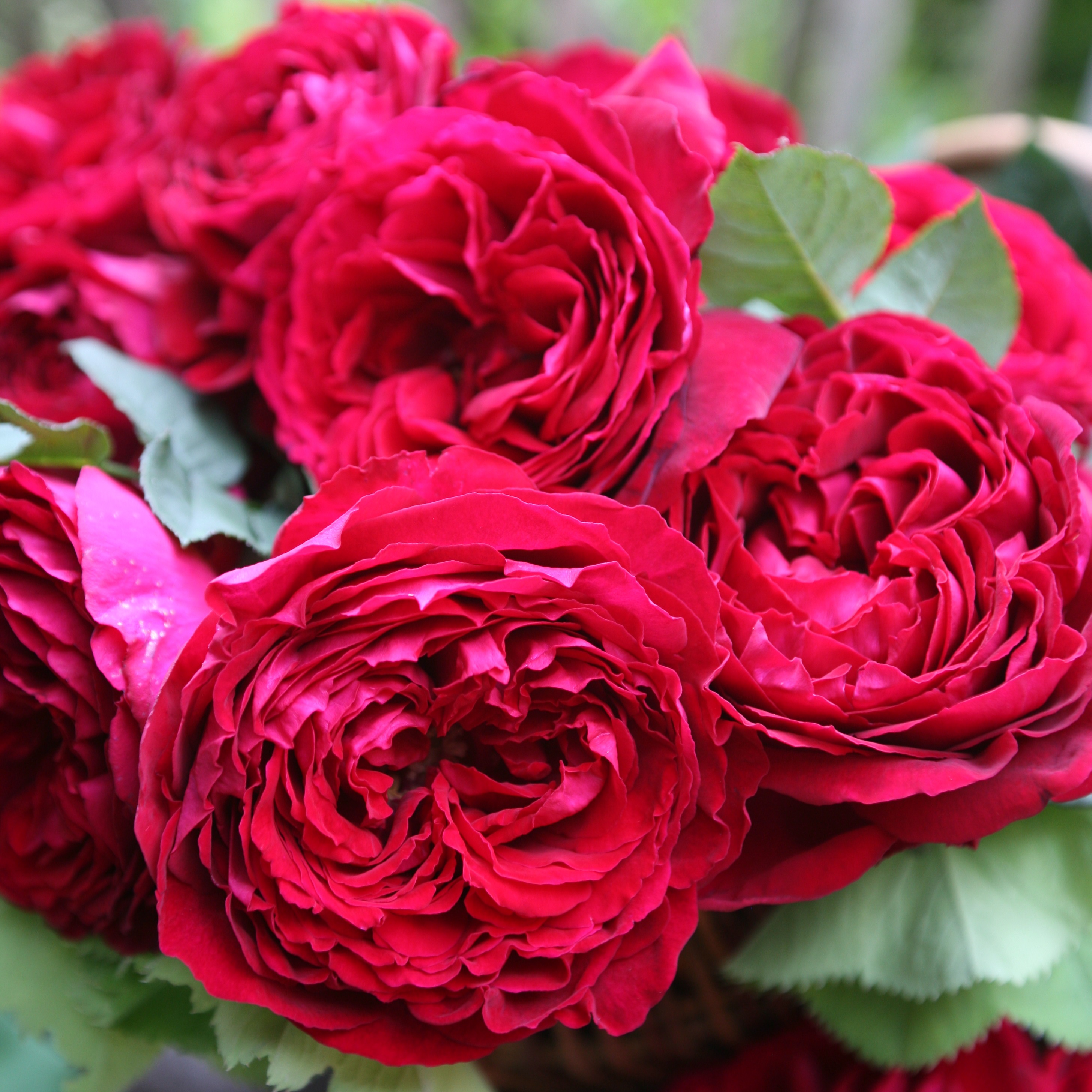 rosa rožė garden rose Soul crimson red raspberry sodo burokėlių ryškiai avietinė augalas rožių krūmas senovinė nostalgiška gėlės ir manufaktūra krūminė
