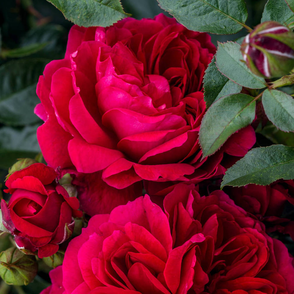 rosa rožė garden rose Soul crimson red raspberry sodo burokėlių ryškiai avietinė augalas rožių krūmas senovinė nostalgiška gėlės ir manufaktūra augalai
