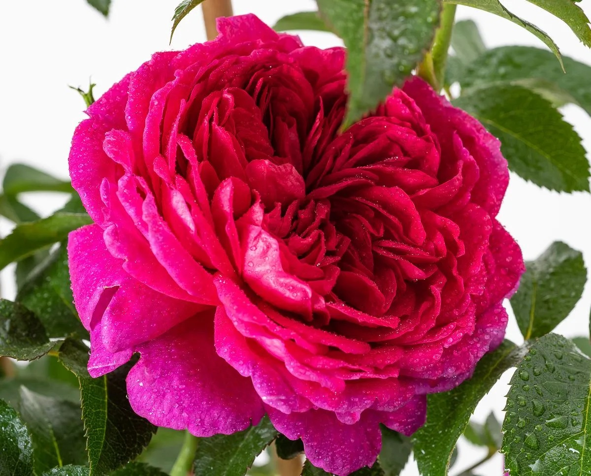 rosa rožė garden rose Soul crimson red raspberry sodo burokėlių ryškiai avietinė augalas rožių krūmas senovinė nostalgiška gėlės ir manufaktūra krūminė