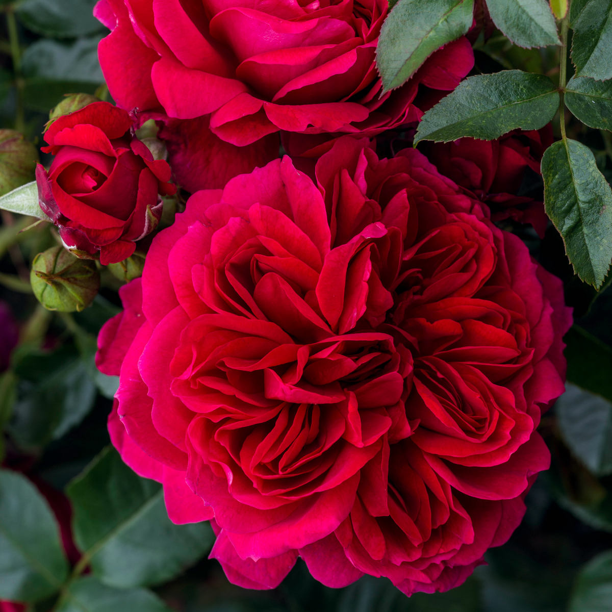 rosa rožė garden rose Soul crimson red raspberry sodo burokėlių ryškiai avietinė augalas rožių krūmas senovinė nostalgiška gėlės ir manufaktūra krūminė