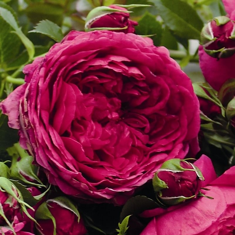 rosa rožė garden rose Soul crimson red raspberry sodo burokėlių ryškiai avietinė augalas rožių krūmas senovinė nostalgiška gėlės ir manufaktūra krūminė
