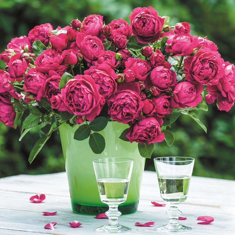 rosa rožė garden rose Soul crimson red raspberry sodo burokėlių ryškiai avietinė augalas rožių krūmas senovinė nostalgiška gėlės ir manufaktūra krūminė