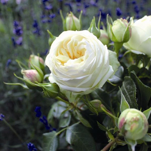 rosa sodo rožė balta pompon garden rose wedding piano bijūninė augalas rožių krūmas gėlės ir manufaktūra