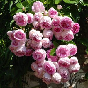 rosa garden rose jasmina climbing parfum laipiojanti vijokline bijūninė sodo rožė pompon augalas rožių krūmas gėlės ir manufaktūra