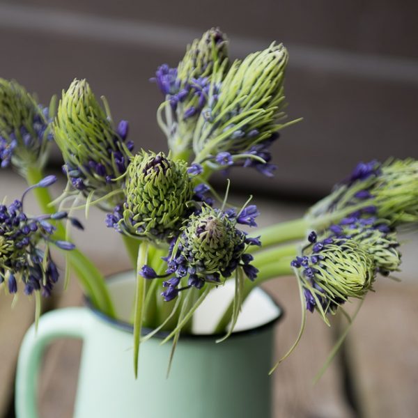 scilla peruviana scylė linksmė skintos gėlės ir manufaktūra violetinė mėlyna stambi