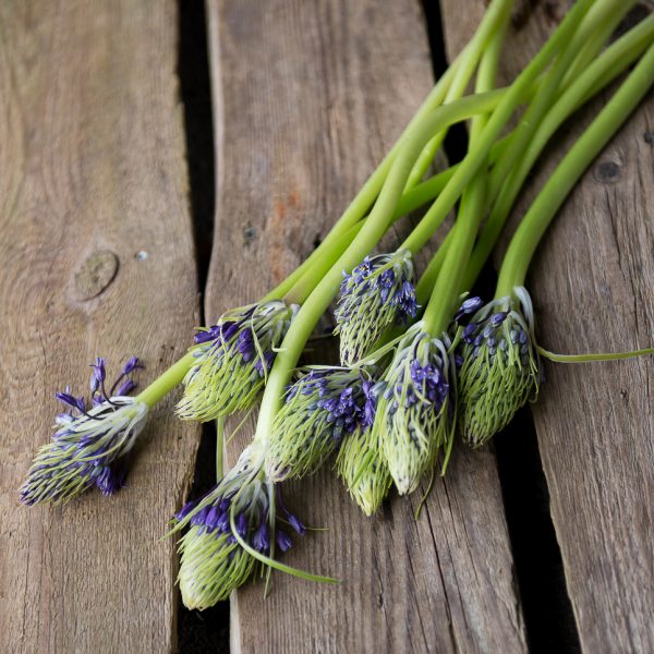 scilla peruviana scylė linksmė violetinė skintos gėlės ir manufaktūra skinta svogūninė gėlė