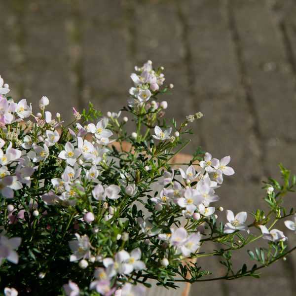 boronia anemonifolia boronija kambarinis augalas žydintis kvepiantis aromatinis retas gėlės ir manufaktūra