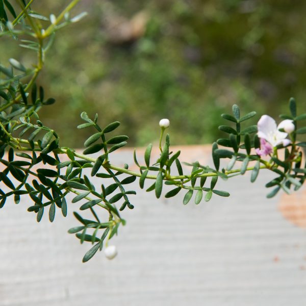boronia anemonifolia boronija kambarinis augalas žydintis kvepiantis aromatinis retas gėlės ir manufaktūraboronia anemonifolia boronija kambarinis augalas žydintis kvepiantis aromatinis retas gėlės ir manufaktūra