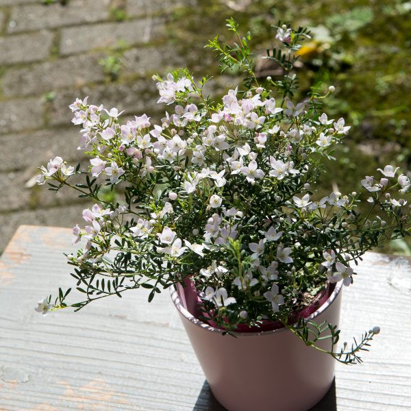 boronia anemonifolia boronija kambarinis augalas žydintis kvepiantis aromatinis retas gėlės ir manufaktūra