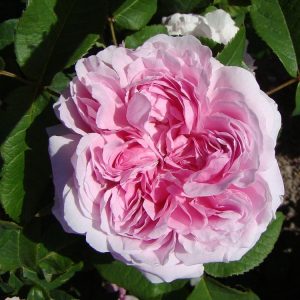 garden roses fragrant rosa Portland old shrubrose Jacques Cartier parfuma sodo rožė bijūninė gėlės ir manufaktūra damask Lens