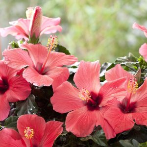 hibiscus rosa sinensis plants kinrožė žydintis gėlės ir manufaktūra kambariniai augalai žiedai
